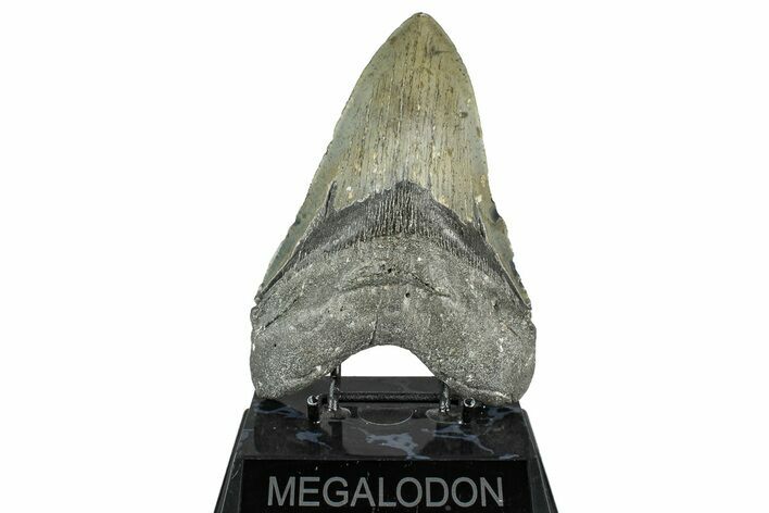 Fossil Megalodon Tooth - North Carolina #349358